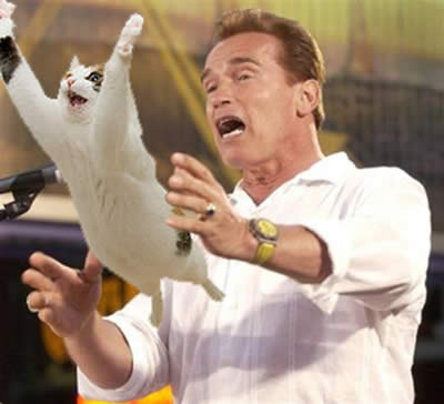arnold-schwarzenegger-cat